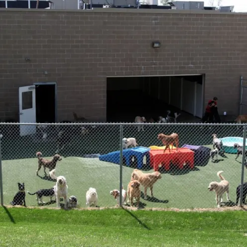 The Barkley Pet Hotel & Day Spa's Play Yard which is nicely gated with Pet Toys and Green Grass.
